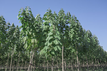 Princess tree ( paulownia tomentosa ) Blauglockenbaum in autumn
