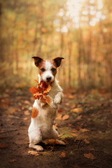 Dog keeps paws yellow leaf. Obedient Jack Russell Terrier in the autumn in the park