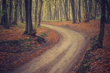 Naklejka premium Forest road with beech trees on early autumn day