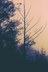 Scare tree without leaves in forest