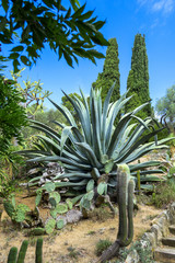 Fototapeta premium Cactus garden in the Lloret de mar, Costa Brava, Catalonia, Spain