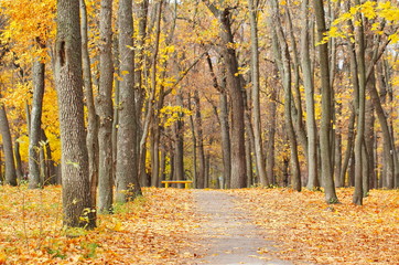 Fototapeta premium Alley in autumn park