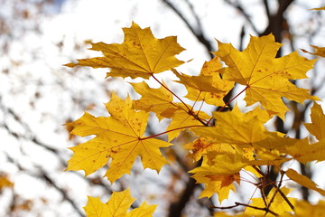 Naklejka na ściany i meble Yellow maple leaves on natural background