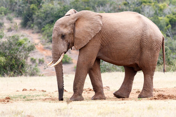 Elephant with a wet trunk