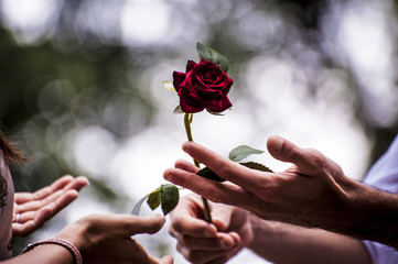 Una rosa è per sempre