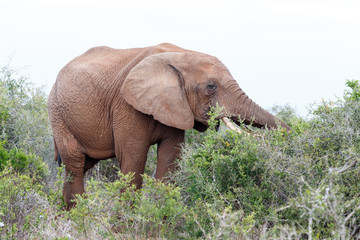 Fototapeta na wymiar Elephant in the bushes eating
