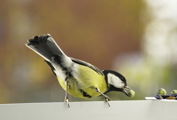 Great tit near the feeders. 