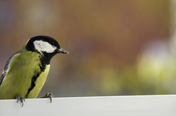 Great tit near the feeders. 