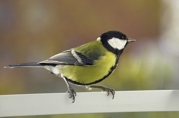 Great tit near the feeders. 