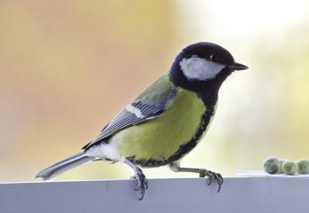 Great tit near the feeders. 