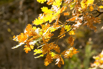 Fototapeta na wymiar oak autumn leaves 