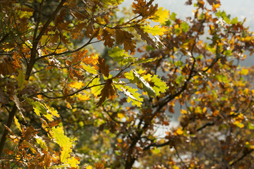 Naklejka premium oak autumn leaves 