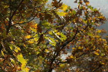 oak autumn leaves 