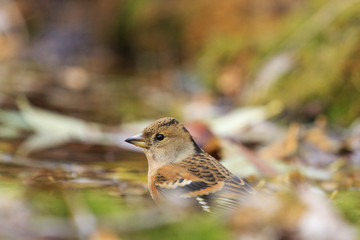 Brambling on the fallen leaves