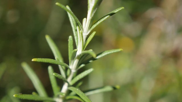 Perennial green rosemary herbal plant in the garden shallow DOF 4K 2160p 30fps UltraHD footage - Tasty spicy bush needles Rosmarinus officinalis on wind close-up 3840X2160 UHD video 