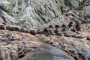 Nesting cormorants Glacier Nena.