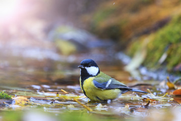 Great tit on the water among fallen leaves with sunny hotspot