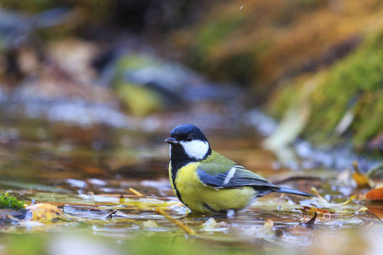 Great tit on the water among fallen leaves
