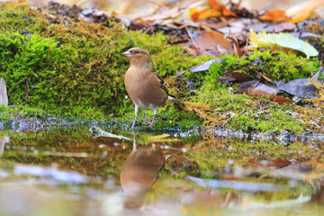 Fringilla coelebs on watering
