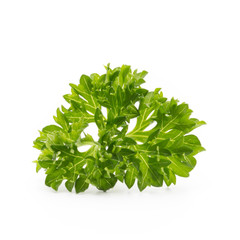 Parsley herb isolated on white background.