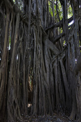 Hanging roots