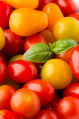 Tomatoes on the gray background. Colorful tomatoes, red tomatoes