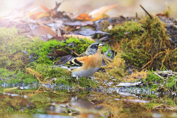 adult brambling on autumn puddle with sunny hotspot