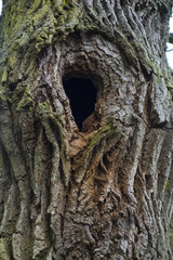 Treebark