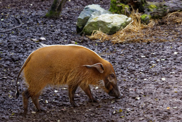 Red river hog