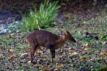 Reeves's muntjac