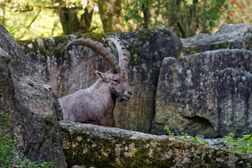 Alpine ibex