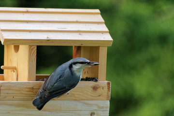 Wood nuthatch