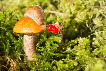 Slug on a hat of a mushroom and red berry nearby