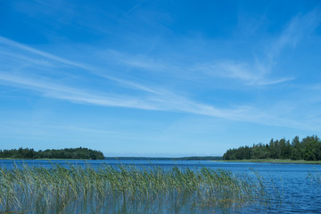 Reeds by the lake