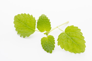 Mint leaves on the white background.