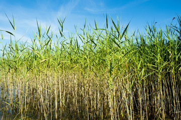 Reed
