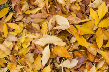 texture of yellow leaves