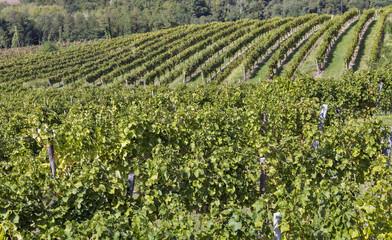 Vineyard rows in Slovenia