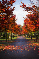 Autumn trees