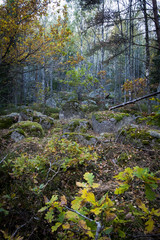 Forest in Sweden