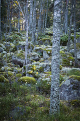 Forest in Sweden