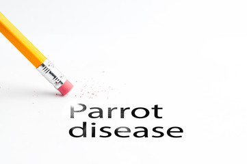 Closeup of pencil eraser and black parrot disease text. Parrot disease. Pencil with eraser.