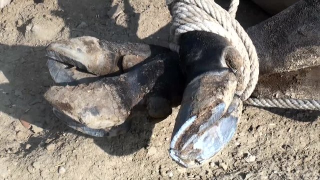 Legs of lying bull with consumed hooves tied with rope