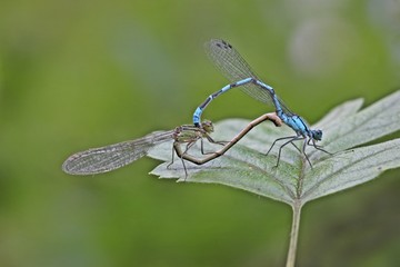 Paarungsrad der Gemeinen Becherjungfer (Enallagma cyathigerum)