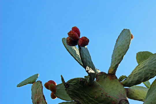 Chumbera con higos (Opuntia ficus-indica)