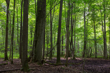 Primeval deciduous stand of Bialowieza Forest in summer