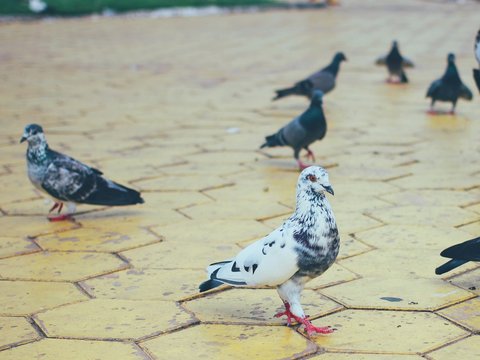 Pigeons  to the park 