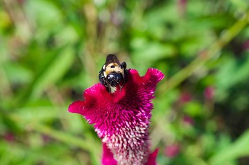 Bee and the Flower