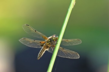 Männliche Vierfleck-Libelle (Libellula quadrimaculata)