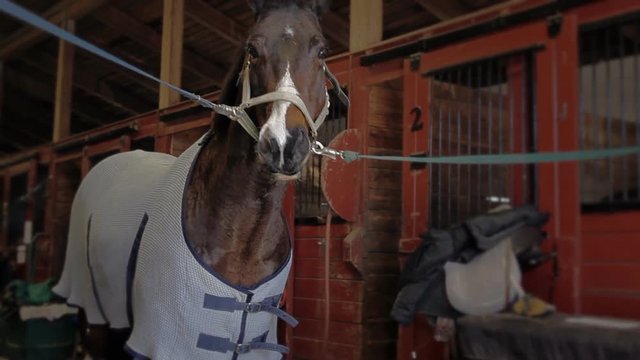 Footage of a Horse inside of Stables